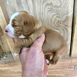 Cockapoo and Poodle Puppies from Auburn Standard Cockapoos