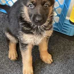 German Shepherd Puppies from Hidden Brook GSD