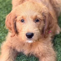 Prada - Apricot female Goldendoodle puppy in Las Vegas, Nevada from Puppies of the West