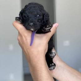 Poodle Puppies from Nay Design Poodles