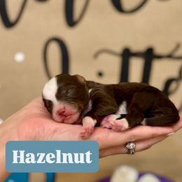 Hazelnut - Brown female Bernedoodle puppy in Bountiful, Utah from EasyBreezyDoodles