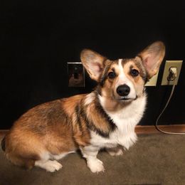 Toast - Pembroke Welsh Corgi