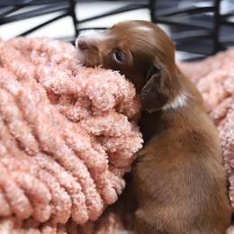 Fridge - Red male Dachshund puppy in Eaton, Ohio from Miniature Alphas Dachshunds