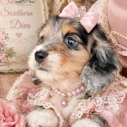 Miss. Yellow-5200 - Dapple female Dachshund puppy in Ocala/Gainesville, Florida from From the Heart Doxies