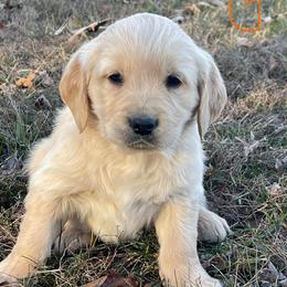 Orange Girl - Golden female Golden Retriever puppy in Mount Carmel, Tennessee from HS Goldens