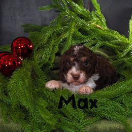 Max - Tri-color male Bernedoodle puppy in Gentry, Arkansas from WWBar Bernedoodles