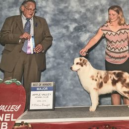 Miniature American Shepherds from Destiny Aussies