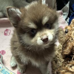 Kota - Chocolate male Pomsky puppy in Johnston, Rhode Island from Puppy Love Heaven
