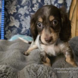 Doc - Chocolate and cream male Dachshund puppy in Willard, Utah from Simply Sharing Love