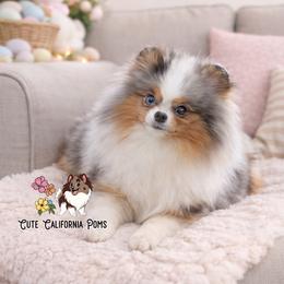 Black and Tan Merle- White Markings - Pomeranian