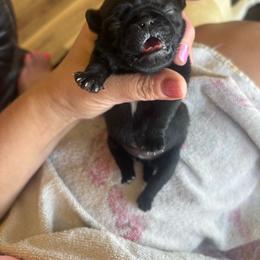 Pink collar - Black female Pug puppy in Tucson, Arizona from Furever Friends