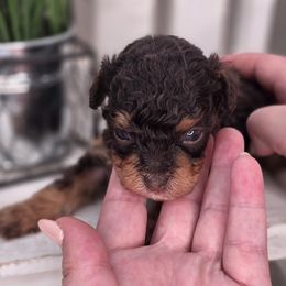 Kotu - Phantom male Bernedoodle puppy in Decatur, Tennessee from Diamond's Doodles