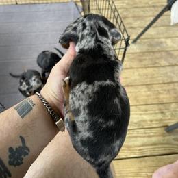 Dachshund Puppies from Witchy Woman’s Wiener’s