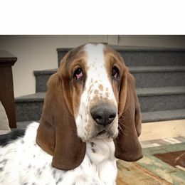 Basset Hound All Grown Up from The Lowlife Basset Hounds