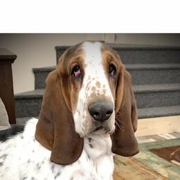 Basset Hound All Grown Up from The Lowlife Basset Hounds