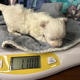 Boy 4 - White male Maltese puppy in Clover, South Carolina from Cudi’s Buddies