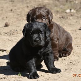 French Bulldog and Labrador Retriever Puppies from Gainesfield Labradors