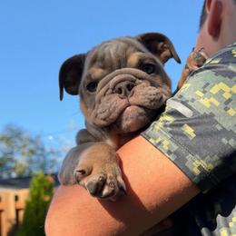 Russle with the green eyes - Lilac tri-color male Bulldog puppy in Seattle, Washington from mama Myra bulldogs
