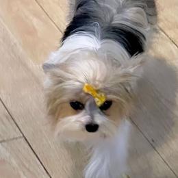 Jezzebelle - Morkie