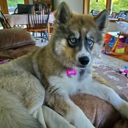 Siberian Husky Puppies from TRUHUSKY SIBERIANS