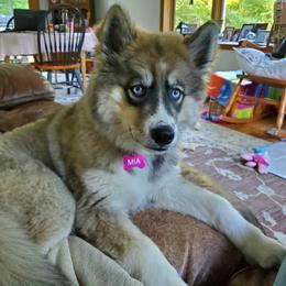 Siberian Husky Puppies from TRUHUSKY SIBERIANS