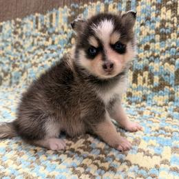 Ash - Tri-color male Pomsky puppy in Aberdeen, Idaho from Willow Creek Cresteds