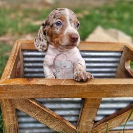 Tucker smooth dapple pie male - Chocolate and tan male Dachshund puppy in Herald, California from Bluegum Dachshunds