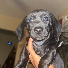 Mindy - Black female Dachshund puppy in Watertown, Massachusetts from Jae’s Puppy House