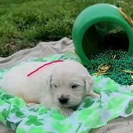 Ms. Pink - Light golden female Golden Retriever puppy in Campton, Kentucky from ElkRidge Goldens