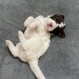 Lagotto Romagnolo Puppies from Riverside Lagottos