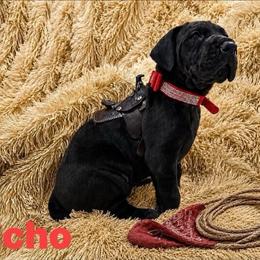 Echo - Black female Great Dane puppy in Luling, Texas from Pegasus Great Danes