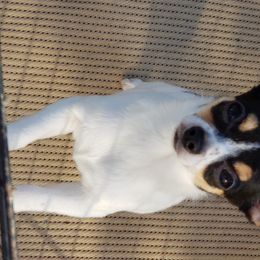 Tara - Chihuahua