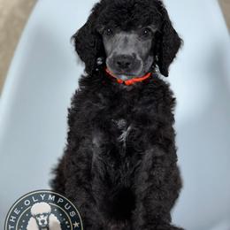 Jinu - Silver male Poodle puppy in Spring Hills, Florida from The Olympus Standard Poodle
