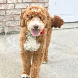Maverick - Goldendoodle