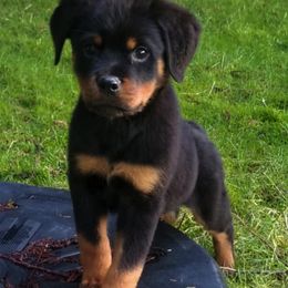 Rottweiler Puppies from Nikki Gregory
