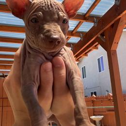 Frappe - Chocolate female American Hairless Terrier puppy in Sacramento, California from Gold Rush Kennels