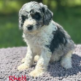 Rhett - Merle male Goldendoodle puppy in Sanderson, Florida from Serenity Goldendoodles