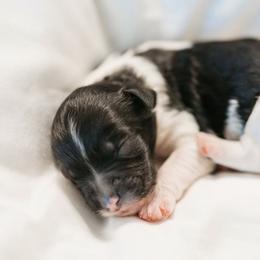 Cavapoo Puppies from Curly Q Cavapoos