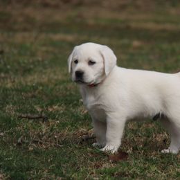 Labrador Retriever Puppies from Ivy Leash Labradors