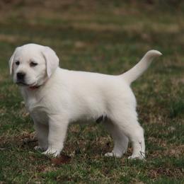 Labrador Retriever Puppies from Ivy Leash Labradors