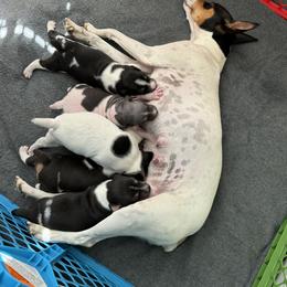 Rat Terrier Puppies from Kelly’s Ratters