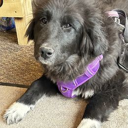 FAFO24F0006G3 - Female Pink Collared - White female Colorado Mountain Dog puppy in Del Norte, Colorado from FAFO Ranch