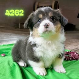 Puppy 1 - Blue male Pembroke Welsh Corgi puppy in Port Republic, Maryland from Bestfurends