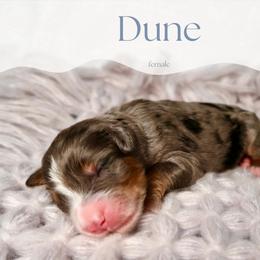Dune - Merle female Bernedoodle puppy in Bowling Green, Ohio from Windy Creek Doodles