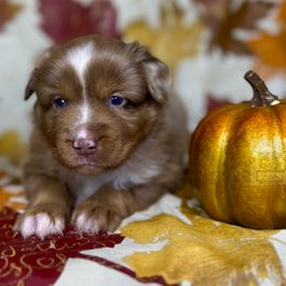Red Merle male - Red merle Miniature Australian Shepherd puppy in Buchanan, Georgia from Stanleyville Farm Mini Aussies
