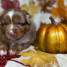 Red Merle male - Red merle Miniature Australian Shepherd puppy in Buchanan, Georgia from Stanleyville Farm Mini Aussies