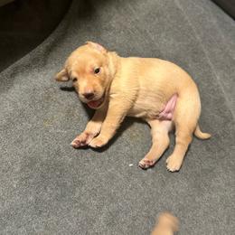 Stitch - Yellow male Labrador Retriever puppy in Sparta, Wisconsin from Valley Creek Dog Boarding and Training