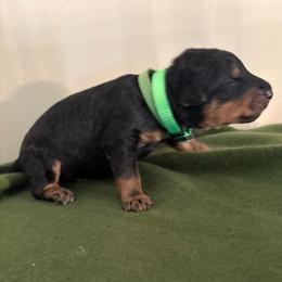 Mr Green - Black and tan male Airedale Terrier puppy in Huntersville, North Carolina from Cool Hand Luke Kennels