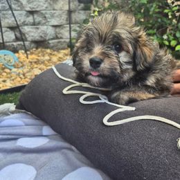 Dallas - Chocolate sable male Havanese puppy in Four Corners, Florida from Charlie’s Havanese Angels
