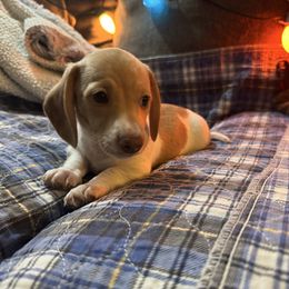 Boy 4 - Cream male Dachshund puppy in Oelwein, Iowa from Shaffer Dachshunds